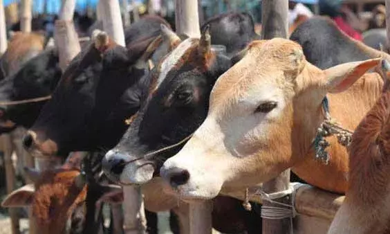 Yanam: అమానవీయం: ఆవుపై పైశాచికత్వం