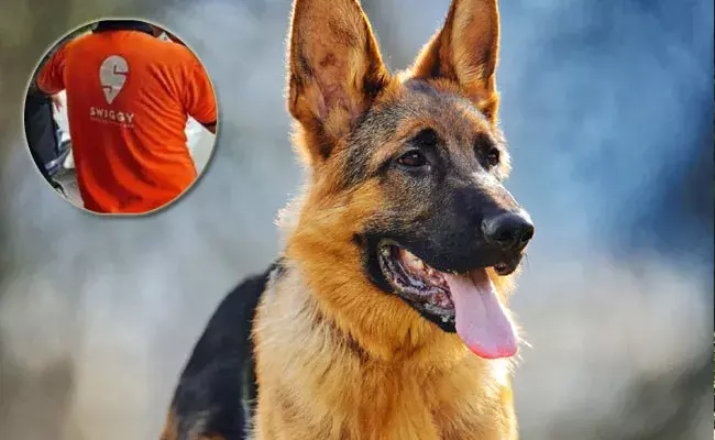 Hyderabad: పాపం డెలివరీ బాయ్.. పెంపుడు కుక్క వెంట పడేసరికి మూడో అంతస్తు నుంచి..