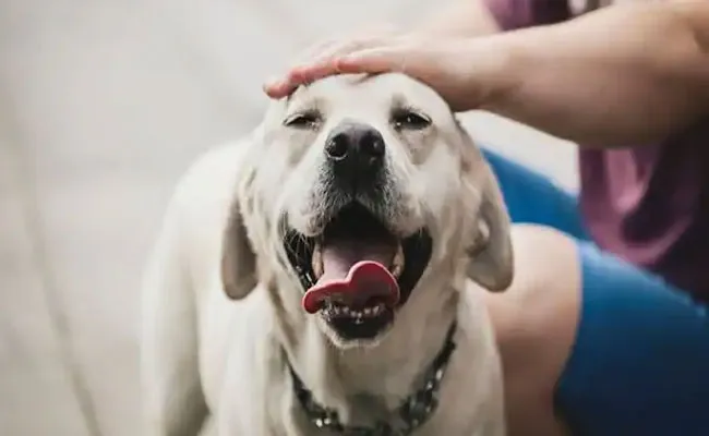 Tamilnadu: పెట్ డాగ్ని కుక్క అని పిలిచాడని 62 ఏళ్ల వృద్ధుడిని.. Tamilnadu: పెట్ డాగ్ని కుక్క అని పిలిచాడని 62 ఏళ్ల వృద్ధుడిని..