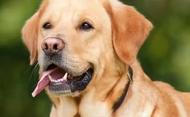 United States: వింత సంఘటన.. మనిషిని కాల్చి చంపిన కుక్క.. United States: వింత సంఘటన.. మనిషిని కాల్చి చంపిన కుక్క..