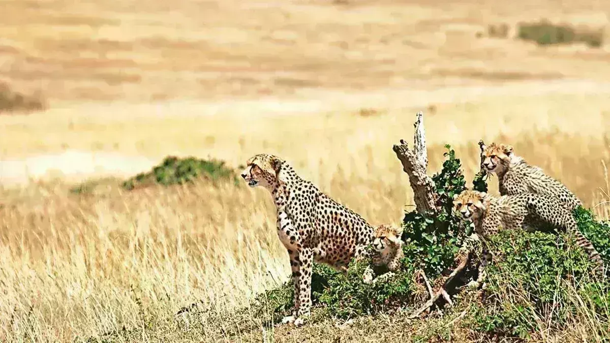 Project Cheetah: భారత్ కు డజన్ల కొద్దీ ఆఫ్రికా చిరుతలు..
