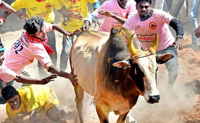 Tamilnadu: జల్లికట్టు జగడం.. మళ్లీ మొదలు