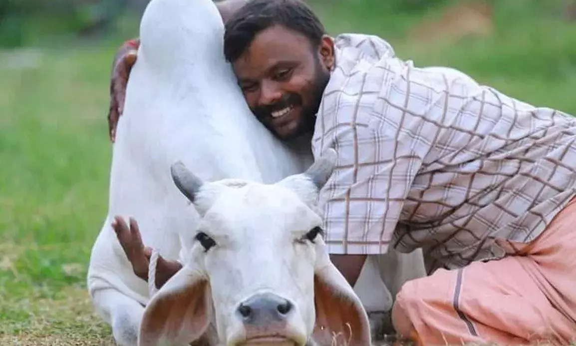 February 14: వాలెంటైన్స్ డే రోజున కౌ హగ్ డే