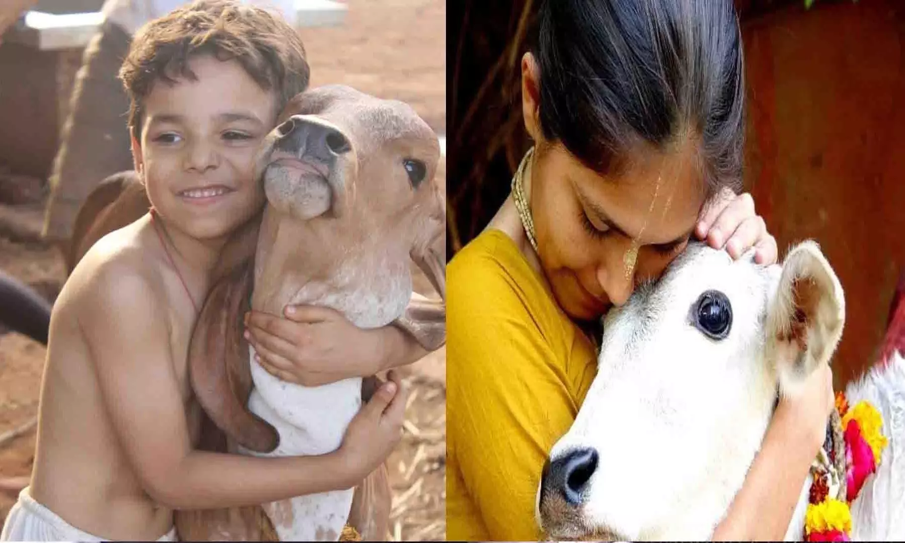 Cow Hug Day: జోకులు వద్దు... విశిష్ఠత తెలుసుకోవాలి ముందు... Cow Hug Day: జోకులు వద్దు... విశిష్ఠత తెలుసుకోవాలి ముందు...