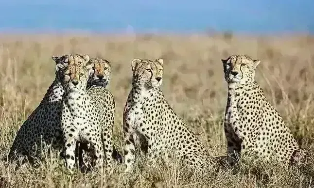 Project Cheetah: భారత్కు రానున్న 12 చీతాలు Project Cheetah: భారత్కు రానున్న 12 చీతాలు