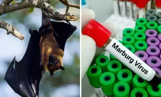 Marburg virus : పంజా విసురుతున్న మార్ బర్గ్ వైరస్