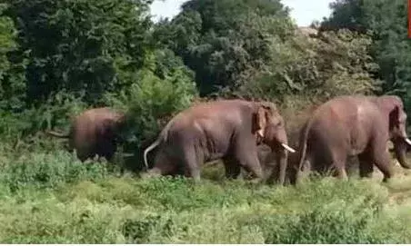 AP : పట్టించుకోని అధికారులు.. మన్యం జిల్లాలో ఏనుగుల హల్ చల్