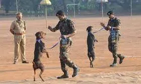 Telangana: పోలీసు జాగిలాలకు పాసింగ్ ఔట్ పరేడ్ Telangana: పోలీసు జాగిలాలకు పాసింగ్ ఔట్ పరేడ్