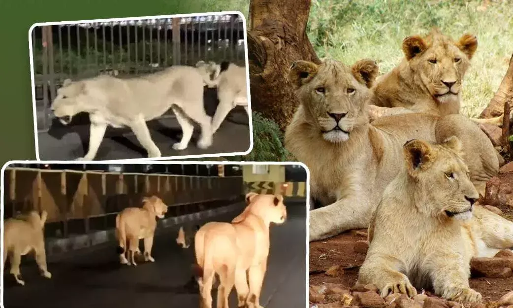 Gujrat: గ్రామంలో సింహాలు... Gujrat: గ్రామంలో సింహాలు...