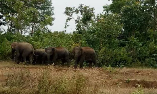 Manyam : మన్యం జిల్లాలో ఏనుగుల హల్ చల్ Manyam : మన్యం జిల్లాలో ఏనుగుల హల్ చల్