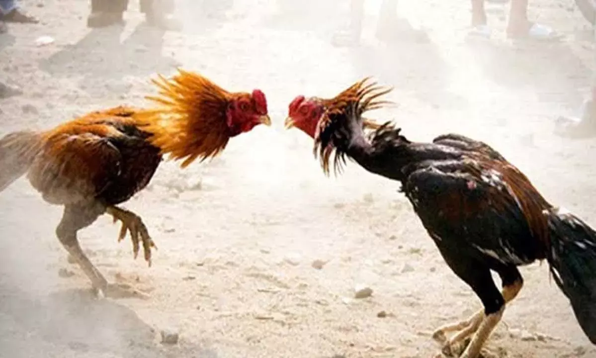 Andhra Pradesh : కోడిపందాల్లో ఎమ్మెల్యేల వాహనాలు