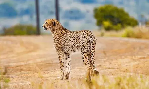Cheetah : దక్షిణాఫ్రికా చిరుతలు వచ్చేశాయి