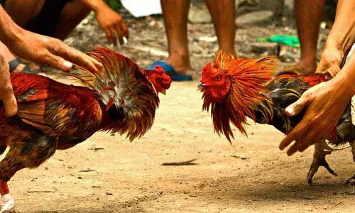 Andhra Pradesh : పల్నాడులో పందెం రాయుళ్లు Andhra Pradesh : పల్నాడులో పందెం రాయుళ్లు