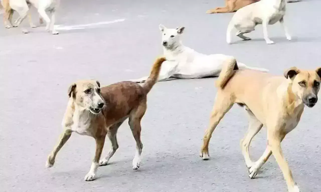 Hyderabad: కుక్కల దాడిలో బాలుడి మృతి