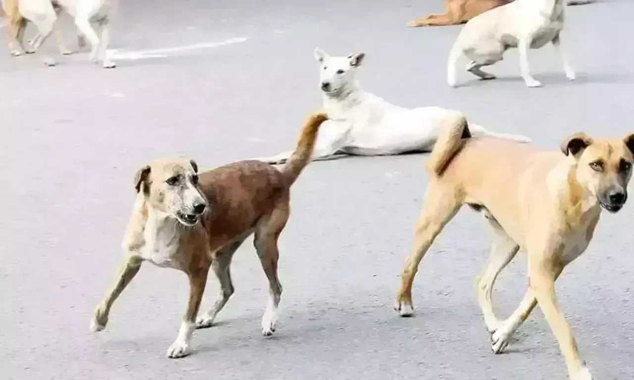 Hyderabad: కుక్కల దాడిలో బాలుడి మృతి Hyderabad: కుక్కల దాడిలో బాలుడి మృతి