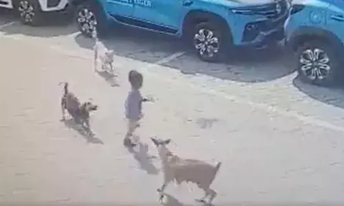 Hyderabad: కుక్కల దాడిలో బాలుడి మృతిపై గ్రేటర్‌ యంత్రాంగం అలెర్ట్‌