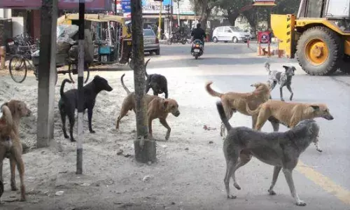 AP & TS: తెలుగు రాష్ట్రాల్లో వీధికుక్కల స్వైర విహారం