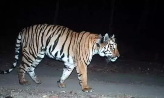 TS : ఆదిలాబాద్ జిల్లాలో పెద్ద పులుల సంచారం TS : ఆదిలాబాద్ జిల్లాలో పెద్ద పులుల సంచారం