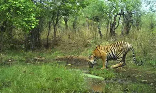 TS : ఆదిలాబాద్‌ జిల్లాలో మరోసారి నాలుగు పులులు