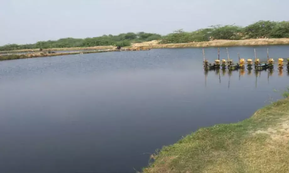 Konaseema: అక్రమ రొయ్యల చెరువులు Konaseema: అక్రమ రొయ్యల చెరువులు