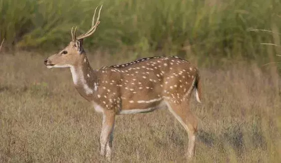 AP : ఐదు దుప్పి పిల్లలను చంపిన వేటగాళ్లు