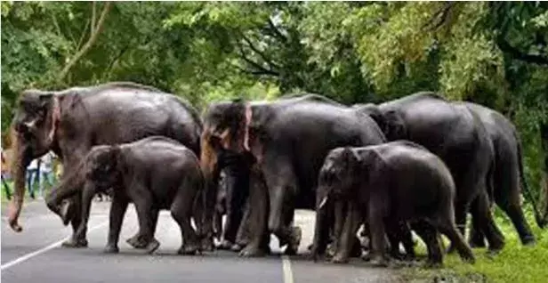 Chittoor : రోడ్డుపై ఏనుగుల గుంపు