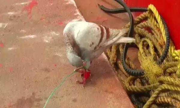 Odissa: ఈ పావురం ఓ గూఢాచారి