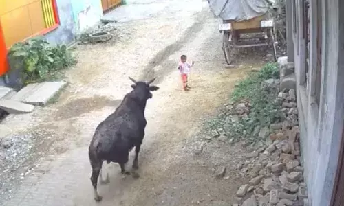 Aligarh: నాలుగేళ్ల చిన్నారిపైకి దూకిన ఎద్దు.. పాప పరిస్థితి విషమం Aligarh: నాలుగేళ్ల చిన్నారిపైకి దూకిన ఎద్దు.. పాప పరిస్థితి విషమం