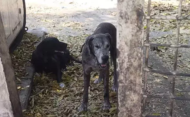 Uttar Pradesh: జైల్లో ఉన్న యజమాని.. బెంగతో మరణించిన పెట్ డాగ్ Uttar Pradesh: జైల్లో ఉన్న యజమాని.. బెంగతో మరణించిన పెట్ డాగ్