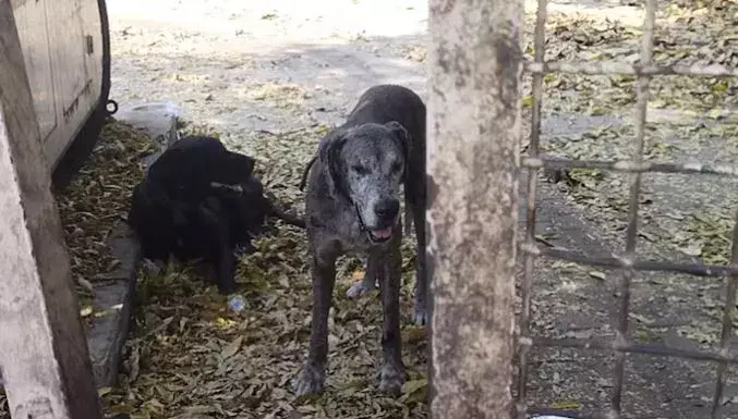 UP : జైల్లో గ్యాంగ్ స్టర్... ఆకలి దప్పికలతో కుక్క మరణం