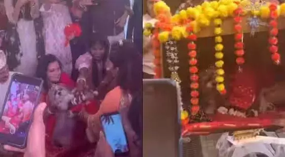 Dogs Marriage : అంగరంగ వైభవంగా కుక్కల పెళ్లి