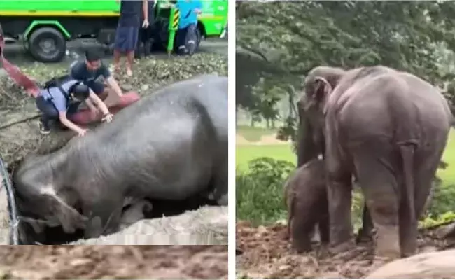 Viral Video: కాలువలో పడిపోయిన తల్లీ బిడ్డలు.. ఏనుగుకు CPR చేసి రక్షించిన రెస్క్యూ టీం Viral Video: కాలువలో పడిపోయిన తల్లీ బిడ్డలు.. ఏనుగుకు CPR చేసి రక్షించిన రెస్క్యూ టీం