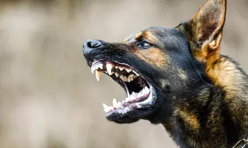 Khammam: కుక్క కాటుకు మరో చిన్నారి బలి
