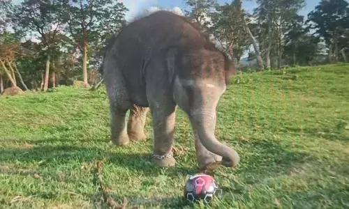 ‘The Elephant Whisperers’: ది ఎలిఫెంట్ విస్పరర్స్ నుండి అమ్ముకు మద్రాస్ హైకోర్టు.. ‘The Elephant Whisperers’: ది ఎలిఫెంట్ విస్పరర్స్ నుండి అమ్ముకు మద్రాస్ హైకోర్టు..