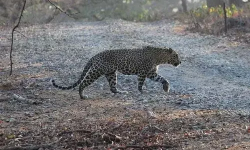 Uttar Pradesh : చిరుత దాడిలో మహిళ మృతి