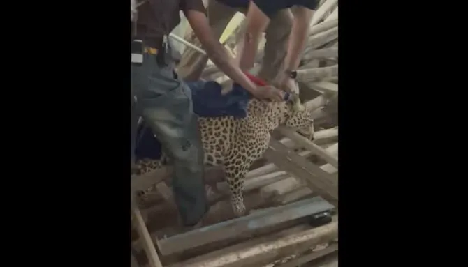 Maharashtra : పూణెలో చిరుత సంచారం