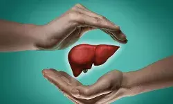 Liver Care: కాలేయ పనితీరును మెరుగుపరిచే 7 శక్తివంతమైన ఇంటి నివారణలు..