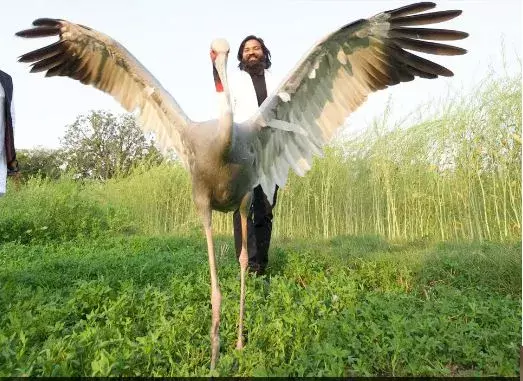 Uttarpradesh : సారస్ క్రేన్‌ను రక్షించిన వ్యక్తిపై కేసు