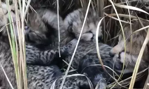 Project Cheetah : నాలుగు పిల్లలకు జన్మనిచ్చిన చీతా