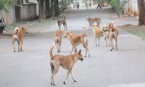 HYD : కుత్బుల్లాపూర్‌లో వీధికుక్కలు మరోసారి రెచ్చిపోయాయి