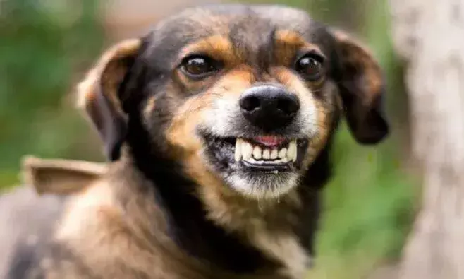 Karnataka: మెటర్నటీ వార్డు నుంచి పసికందును ఎత్తుకెళ్లిన శునకం