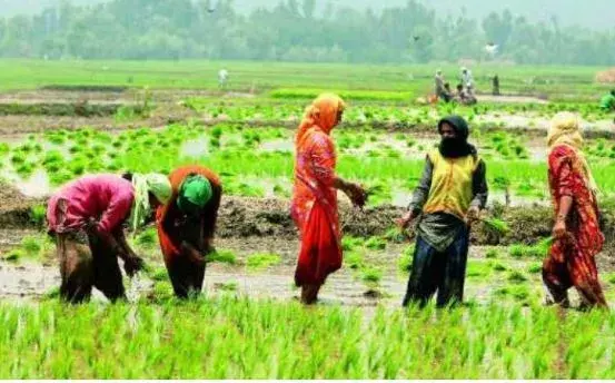 TS : వరంగల్ మిర్చీ  రైతుల కంట కన్నీరు