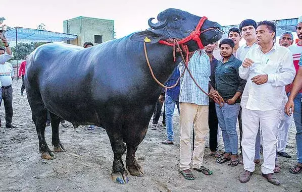Uttar Pradesh : 10కోట్ల దున్నపోతు Uttar Pradesh : 10కోట్ల దున్నపోతు