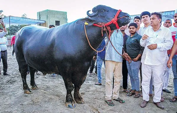 Uttar Pradesh : 10కోట్ల దున్నపోతు Uttar Pradesh : 10కోట్ల దున్నపోతు