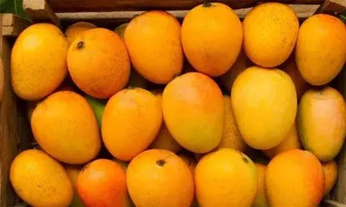 Mangoes On EMI: మామిడిపళ్లు కూడా మంత్లీ ఇన్స్టాల్మెంట్లో.. Mangoes On EMI: మామిడిపళ్లు కూడా మంత్లీ ఇన్స్టాల్మెంట్లో..