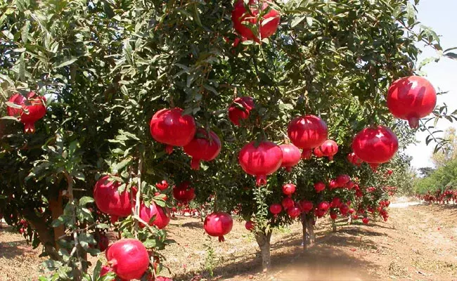 Software employ success Story: ఐటీ ఉద్యోగం వదిలి దానిమ్మ సాగు చేస్తూ.. లక్షల్లో సంపాదన Software employ success Story: ఐటీ ఉద్యోగం వదిలి దానిమ్మ సాగు చేస్తూ.. లక్షల్లో సంపాదన