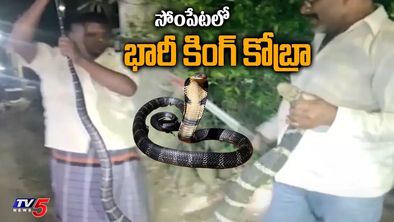 శ్రీకాకుళం జిల్లాలో 12 అడుగుల కింగ్‌ కోబ్రా