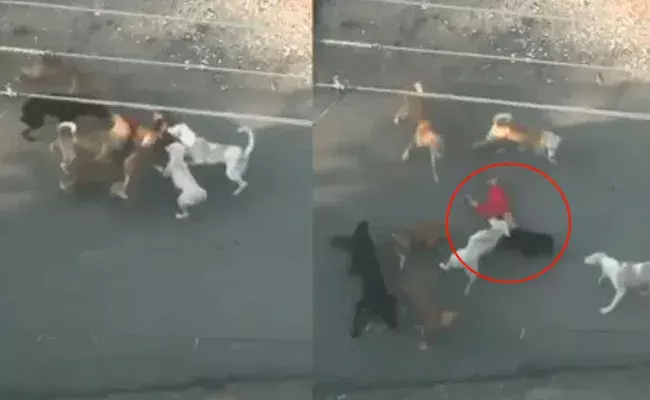 Nagpur: మూడేళ్ల బాలుడిపై ఆరు వీధికుక్కలు దాడి.. Nagpur: మూడేళ్ల బాలుడిపై ఆరు వీధికుక్కలు దాడి..