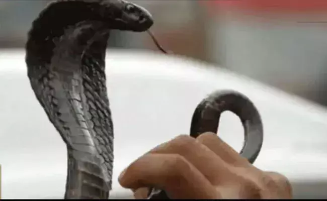 Uttar Pradesh: భార్యను పాము కరిచిందని.. భర్త చేసిన పనికి వైద్యులు షాక్ Uttar Pradesh: భార్యను పాము కరిచిందని.. భర్త చేసిన పనికి వైద్యులు షాక్