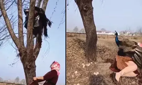 Viral Video: గుడ్లను దొంగిలిస్తున్న మహిళలు.. పాఠం నేర్పిన నెమలి